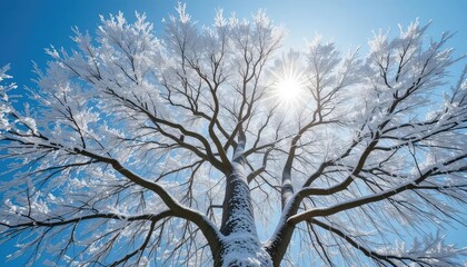 Obraz premium Snow-Covered Tree Branches Reaching for Sunlight: A Serene Winter Scene