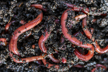 Many living earthworms for fishing in the soil, background