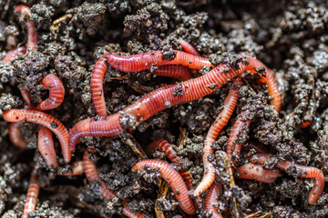 Many living earthworms for fishing in the soil, background