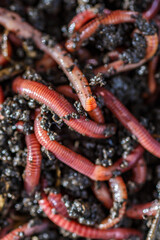 Many living earthworms for fishing in the soil, background