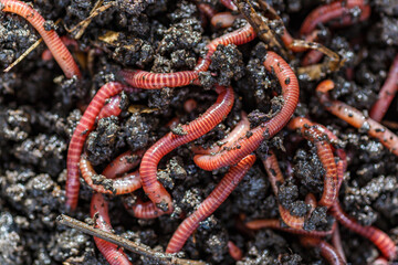 Many living earthworms for fishing in the soil, background