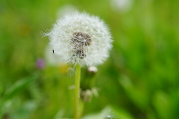 A dandelion seed carried away by the wind