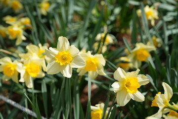 Fototapeta premium Yellow daffodils heralding the arrival of spring