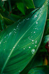 dew drops on green leaf