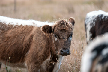 Beef cows and calves grazing on grass on a beef cattle farm in  Australia. breeds include murray...