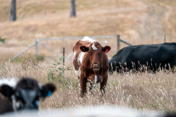 Beef cows and calves grazing on grass on a beef cattle farm in  Australia. breeds include murray...