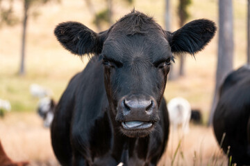 Beef cows and calves grazing on grass on a beef cattle farm in  Australia. breeds include murray...