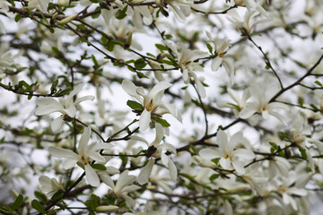 Magnolia flowers at spring. Beauty in nature.