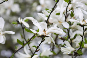 Magnolia flowers at spring. Beauty in nature.