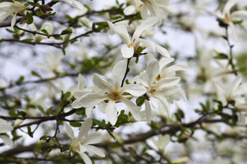 Magnolia flowers at spring. Beauty in nature.