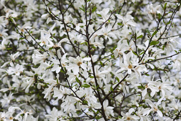 Magnolia flowers at spring. Beauty in nature.
