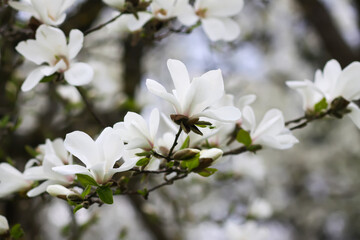 Magnolia flowers close up. Fragrant white flowers. Beauty in nature.