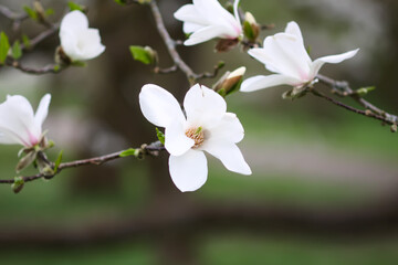 Magnolia flowers close up. Fragrant white flowers. Beauty in nature.