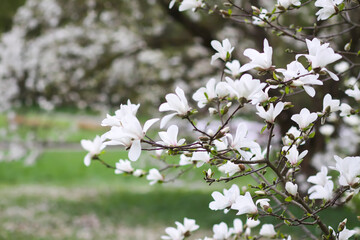 Magnolia flowers at spring. Beauty in nature.