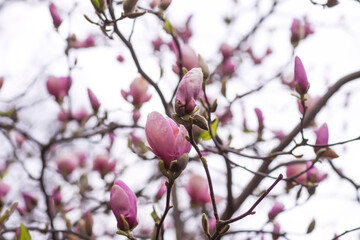 Magnolia tree with a pink flowers at spring. Beauty in nature.