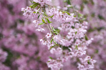 A beautiful pink cherry tree blossoms in a spring garden. 