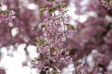 A beautiful pink cherry tree branch with delicate flowers in a spring garden. 
