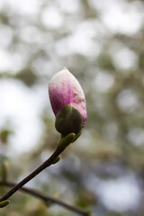 Fototapeta premium Magnolia tree with a pink flowers at spring. Beauty in nature.