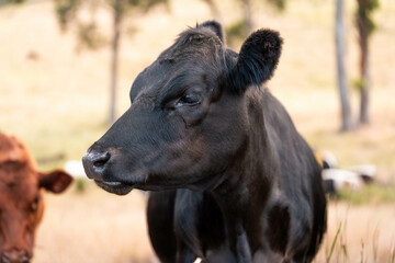 Fototapeta premium beautiful cattle in Australia eating grass, grazing on pasture. Herd of cows free range beef being regenerative raised on an agricultural farm. Sustainable farming
