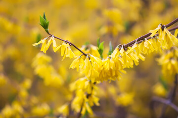 Yellow flowers of the Forsythia shrub. Beauty in nature in spring season.