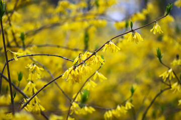 Yellow flowers of the Forsythia shrub. Beauty in nature in spring season.