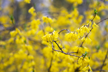 Yellow flowers of the Forsythia plant.