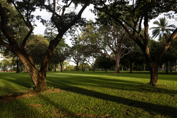 Tree in the park with shadow.