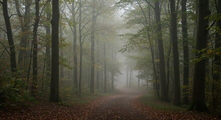 Obraz premium Foggy forest path with trees and fallen leaves on the ground.