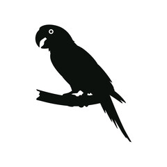 Parrot Bird Black Silhouette Vector Illustration on White Background Perched on Tree Branch
