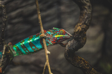 Colourful chameleon on a tree branch