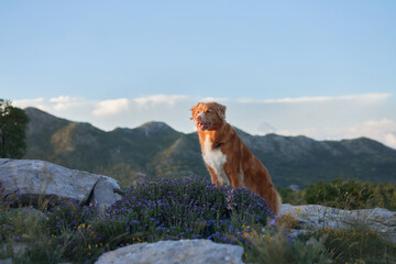 A Nova Scotia Duck Tolling Retriever rests comfortably on a rocky hill surrounded by mountain...