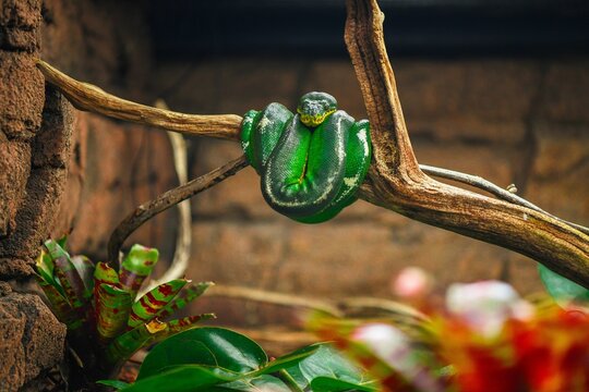 Green python snake on a tree branch