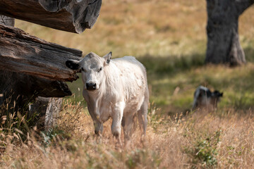 beautiful cattle in Australia  eating grass, grazing on pasture. Herd of cows free range beef being regenerative raised on an agricultural farm. Sustainable farming