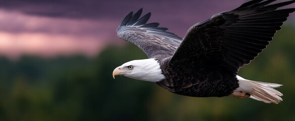 Fototapeta premium Majestic Eagle Soaring Through the Sky