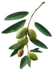 Close-up of an almond branch with green leaves and several almonds in their shells.