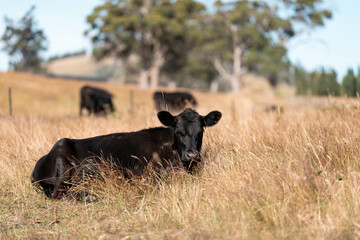 Beef cows and calves grazing on grass on a beef cattle farm in  Australia. breeds include murray grey, angus and wagyu © Phoebe