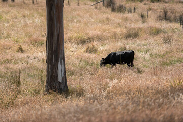 organic, regenerative, sustainable agriculture farm producing stud wagyu beef cows. cattle grazing in a paddock. cow in a field on a ranch