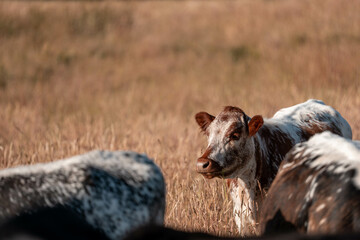 Beef cows and calves grazing on grass on a beef cattle farm in  Australia. breeds include murray...