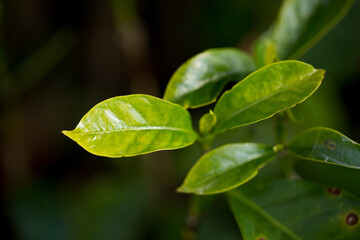 Smart farming techniques hydroponic fresh garden produce agriculture promotes farmer concept seedling coffee pot close up fresh green plant tree farm growth blur background organic garden cultivate