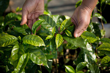 Smart hand farming techniques hydroponic fresh garden produce agriculture promotes farmer concept seedling coffee pot fresh green plant tree farm growth blur background organic garden cultivate