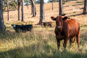 Beef cows and calves grazing on grass on a beef cattle farm in  Australia. breeds include murray...