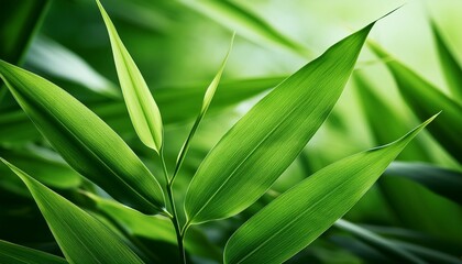 green bamboo leaves