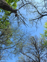 Spring trees against a blue sky, bottom-up view