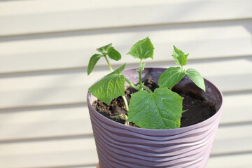 sowing young cucumbers in a plastic pot on a sunny terrace