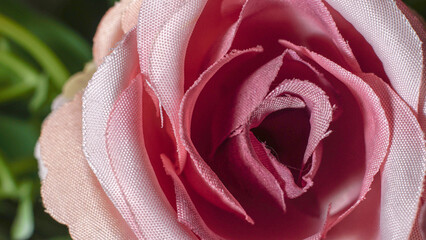 closeup of pink ornamental flowers