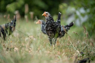 free range chickens on a farm pasture rasied outside in australia