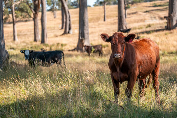 beautiful cattle in Australia  eating grass, grazing on pasture. Herd of cows free range beef being regenerative raised on an agricultural farm. Sustainable farming