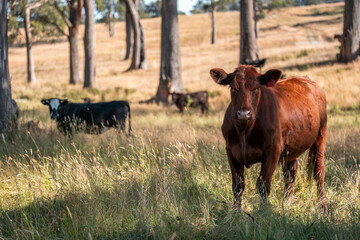 Beef cows and calves grazing on grass on a beef cattle farm in  Australia. breeds include murray...