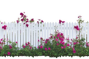 White picket fence adorned with vibrant pink climbing roses plants