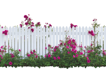 White picket fence adorned with vibrant pink climbing roses plants